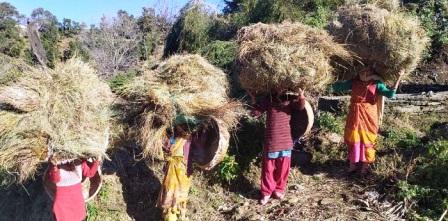 सीएम त्रिवेन्द्र ने समझा घस्यारियों का दर्द, सस्ता गल्ला की तर्ज पर मिलेगा अब पशुचारा