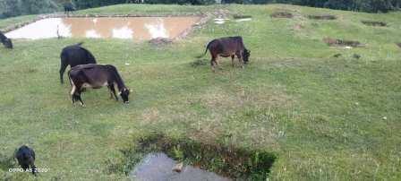 विश्व पर्यावरण दिवसः पुरानी परम्पराओं को अपना कर ही हो सकता है जल संरक्षण