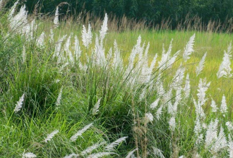 मैं घास हूं! मैं आपके हर किए-धरे पर उग आऊगा